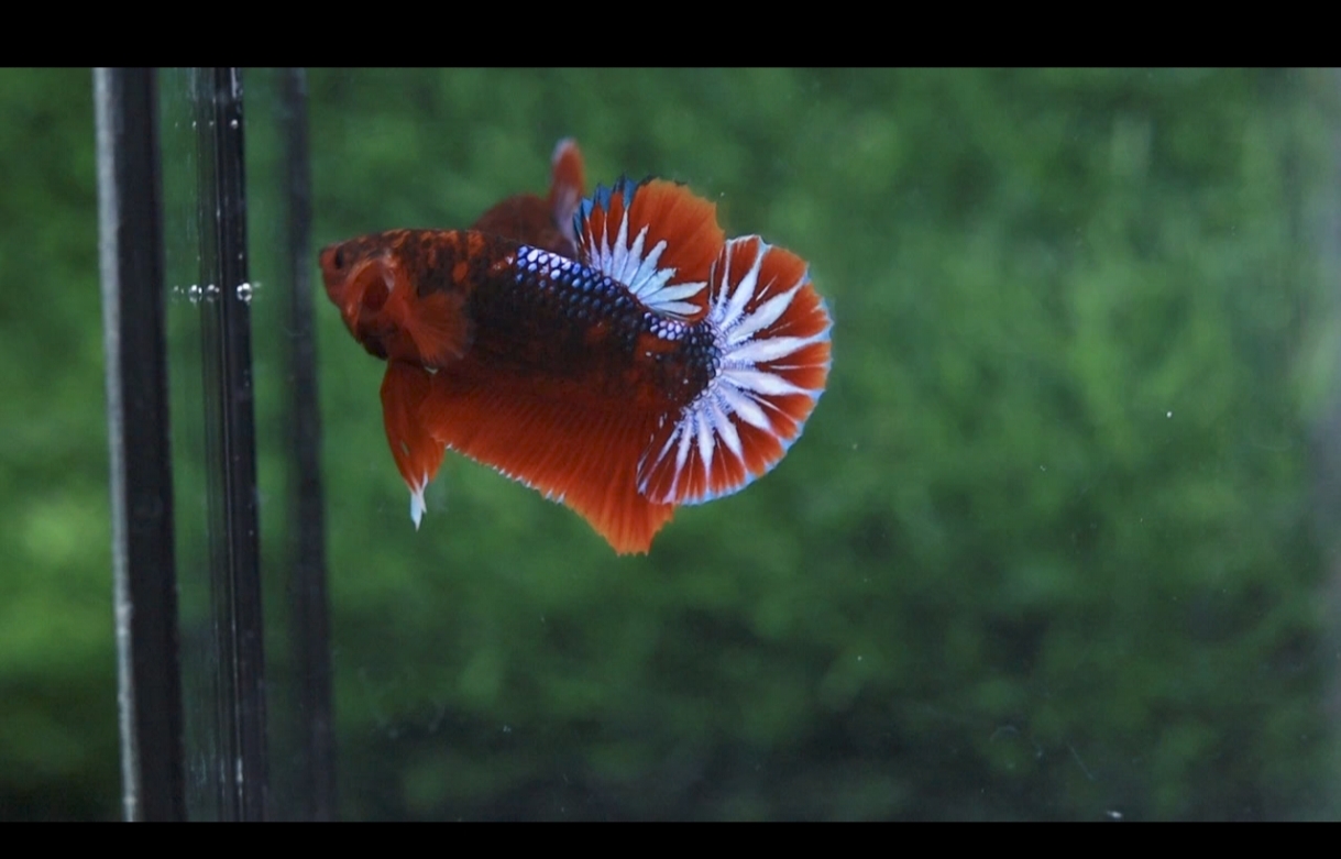 ปลากัดสวยงาม